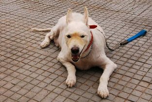 Recife tem 30% de cães obesos e a causa pode ser o estilo de vida dos donos (Teresa Maia/DP/D.A.Press)