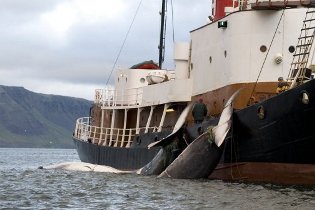 As caudas de duas baleias de 35 toneladas presas num barco pesqueiro no litoral norte de Feykjavik. Foto: Halldor Kolbeins/AFP/Arquivo  