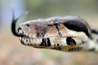 Um agricultor nepalês, que foi mordido por uma serpente venenosa, se vingou da cobra mordendo-a até a morte, informou a polícia nesta quinta-feira. Foto: Julian Stratenschulte/AFP Photo