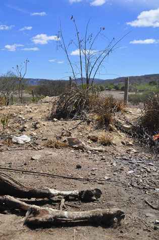 O estado apresenta um total de 119 de cidades em situação de emergência por conta da seca. Foto: Annaclarice Almeida/DP/D.A Press/Arquivo
