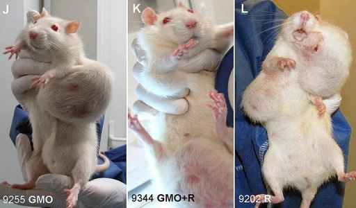 Ratos utilizados em experiência com milho da Monsanto
 (AFP/Photo)