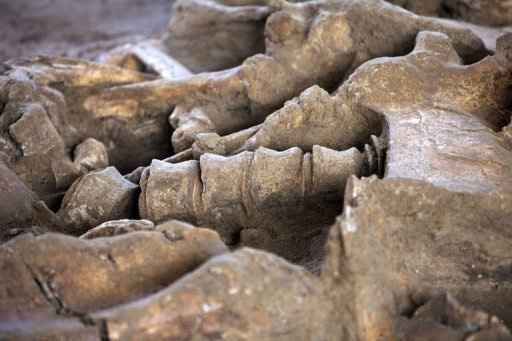 Parte de um esqueleto de mamute, num sítio arqueológico em Changis-sur-Marne. Foto:  Loic Venance/ AFP Photo 