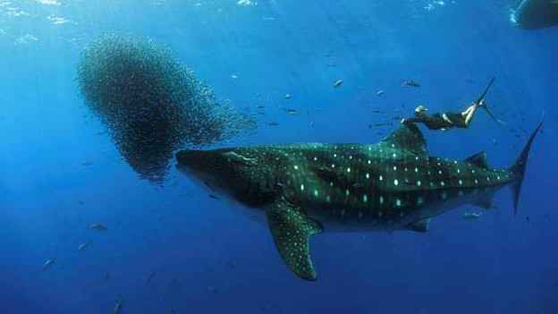 Testemunhas afirmam que o tubarão-baleia se movia lentamente