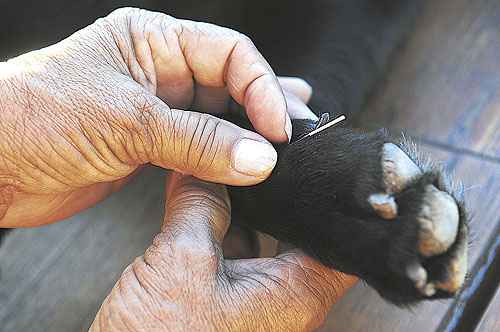 As etapas da terapia com agulhas, que deixam o cão relaxado: animal sofreu quando mudou de casa e também ficou com ciúmes de um novo bicho no terreno. Foto: Bruno Peres/CB/D.A Press