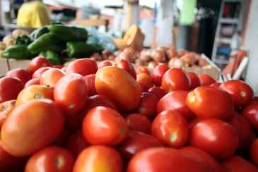 Em julho, o preço do tomate nas gôndolas dos supermercados do Recife caiu 23,62%, em média (Honório Moreira/OIMP/D.A Press)