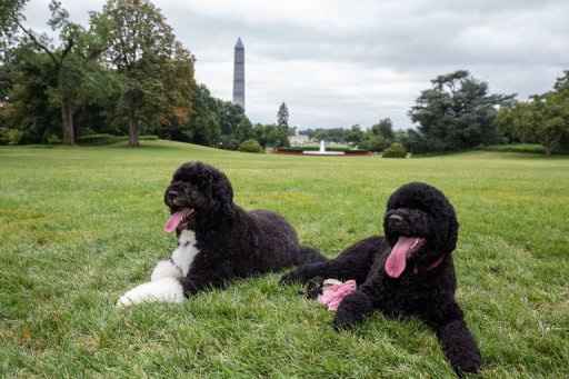 Os cães da família Obama: Bo (e) e Sunny. Foto: Pete Souza / AFP Photo 