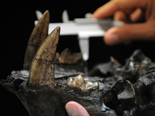 Sob o rico subsolo venezuelano há mais do que petróleo: paleontólogos descobriram vestígios de um tatu do tamanho de um Volskwagen, um crocodilo maior que um ônibus, um mastodonte de seis toneladas e um tigre dente-de-sabre. Agora, procuram um fóssil humano. Foto: AFP/Juan Barreto