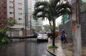 Árvore caiu em Boa Viagem, impedindo trânsito na Rua Augusto Lins e Silva. Foto: Bruno Carvalho/Cortesia