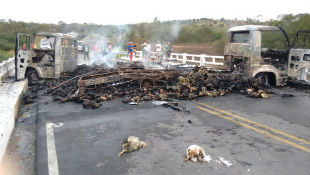 Nesta manhã centenas de galinhas carbonizadas ainda estavam espalhadas pela estrada. Foto: Blog Agreste Sangrento/Cortesia