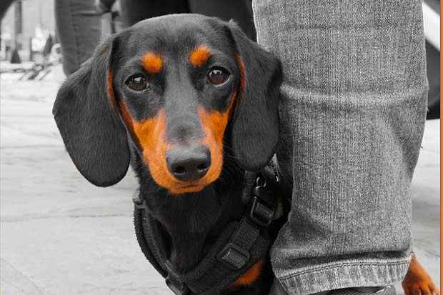 Cachorros demonstraram tendência a desprezar pessoas que não ajudam seus donos. Foto: Beverley Goodwin/Flickr/Reprodução