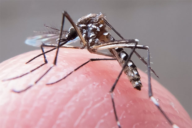 Medida busca intensificar o combate ao Aedes aegypti. Foto: Rafael Neddermeyer/Fotos Públicas