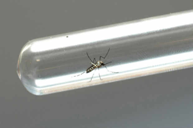 The mosquito Aedes aegypti, the Zika virus transmitter.  Photo: Venilton Kuchler / ANPR
