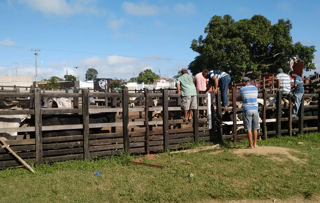Entre os animais comercializados estão bovinos, ovinos, suínos, caprinos e equinos. Foto: Luis Francisco Prates/Esp. DP