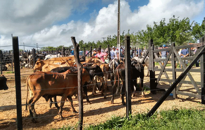A feira de gado de Limoeiro acontece uma vez por semana, sempre às quintas-feiras, das 5h ao meio-dia. Foto: Luis Francisco Prates/Esp. DP