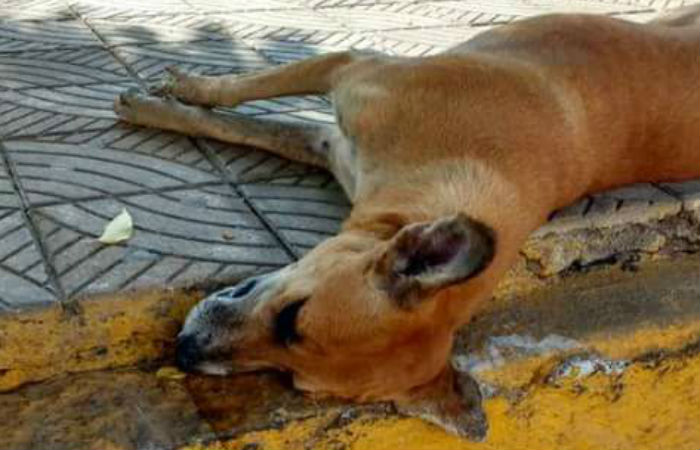 Pelo menos 35 cães são mortos em Parnamirim, Sertão de ... - Diário de Pernambuco