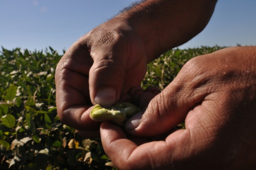 Além de um clima desfavorável, em 2016 a área de colheita teve uma perda de 0,9% em relação ao ano anterior. Foto: Norberto Duarte/AFP Photo 