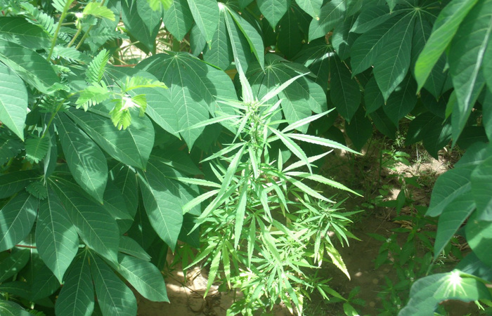 Cultivo da planta pode ser regulamentada para pesquisa e uso medicinal. Foto: PF/Divulgação