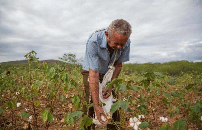 Segundo Embrapa, clima seco do semiárido favorece o cultivo. Foto: Tatiana Cardeal/Divulgação (Foto: Tatiana Cardeal/Divulgação)
