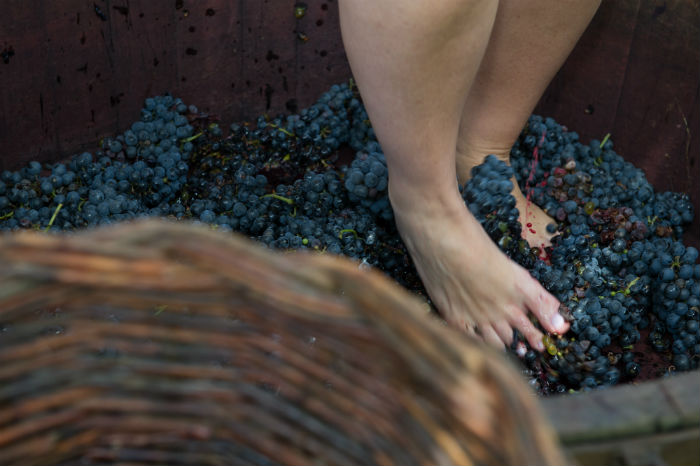 A pisa das uvas Ã© uma das atividades preferidas dos turistas. Foto: JÃºlio Soares/cortesia Ibravin/Sebrae